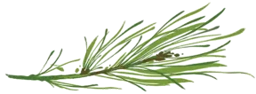 A bundle of green grass-like blades spread across a black background.
