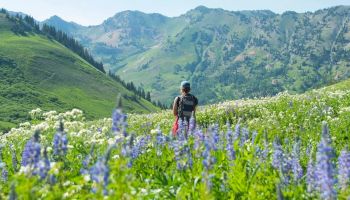 A hiker with a backpack walks through a vibrant field of wildflowers in green mountain valleys, with peaks fading in the distance.