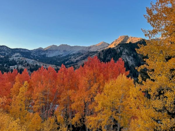 Autumn mountainside with golden and red aspens glowing against a blue sky and distant peaks.