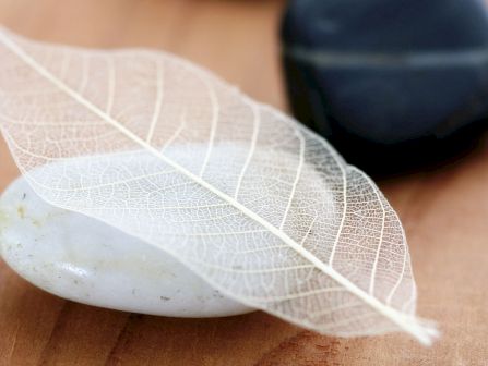 A close-up of a translucent leaf vein pattern resting on a smooth stone, with a blurred dark object in the background.