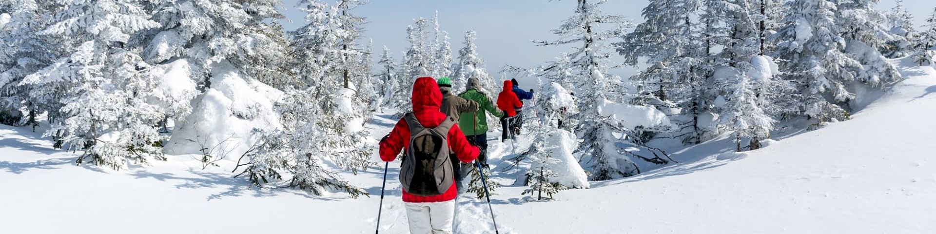 A skier or snowshoer in a snowy forest trail heads forward through pine trees as others follow under a bright blue sky.