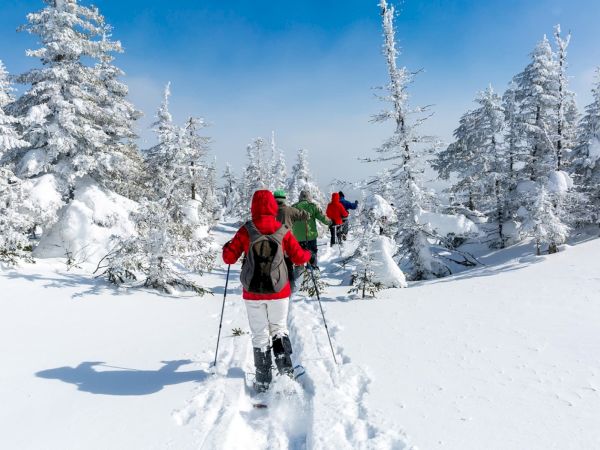 A winter trek through a snowy forest, with hikers in bright coats and poles gliding on fresh powder under a clear blue sky.