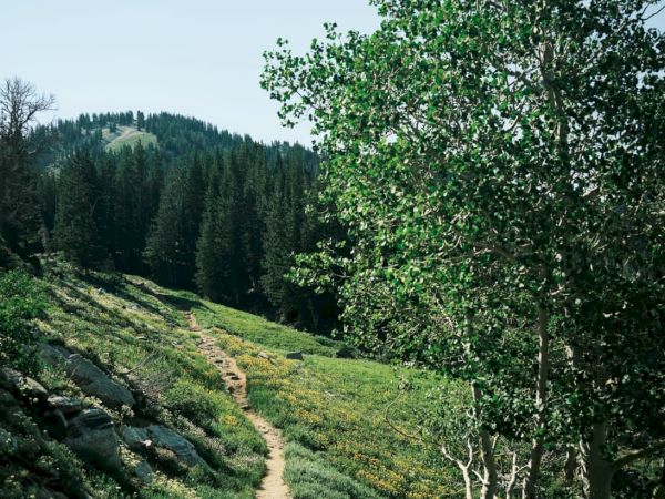 A dirt trail winds through a lush green hillside with wildflowers, dense pine forests, and distant rolling mountains under a clear sky.