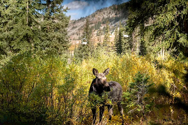 A moose stands in a lush forest with autumn trees, while a hillside with ski-lift gondola cabins rises behind.