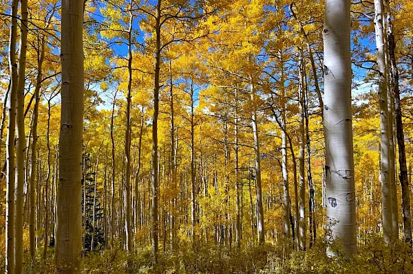 A sunlit autumn forest filled with tall trees and golden yellow leaves against a blue sky.