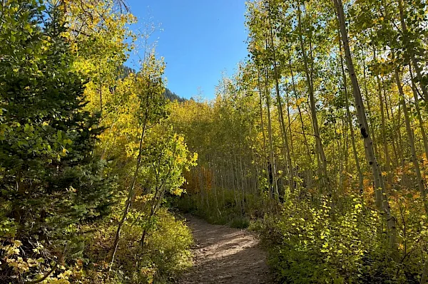 A sunlit autumn forest with tall aspens, golden leaves, and a dirt trail winding through the trees.