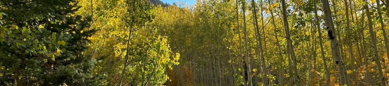 A sunny autumn forest with a winding dirt trail through tall trees and bright yellow-green leaves.