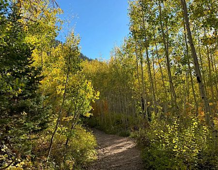 A sunny autumn forest with a winding dirt trail through tall trees and bright yellow-green leaves.