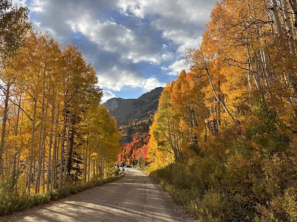 A quiet road winds through vibrant autumn trees in golden and orange hues, with distant mountains under a cloudy sky.