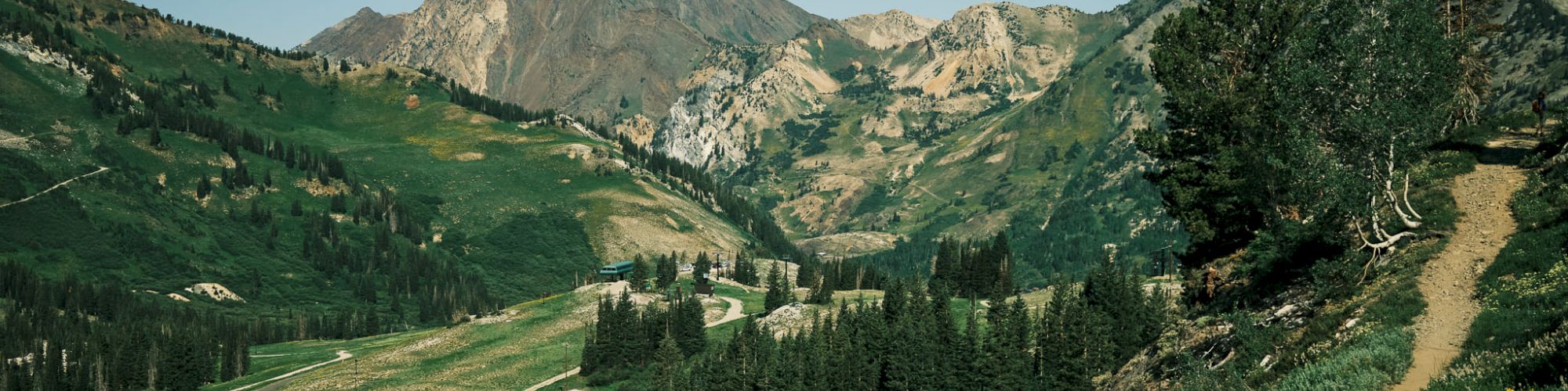 A sunny mountain valley with pine trees, a winding dirt road, and bright yellow wildflowers in the foreground.