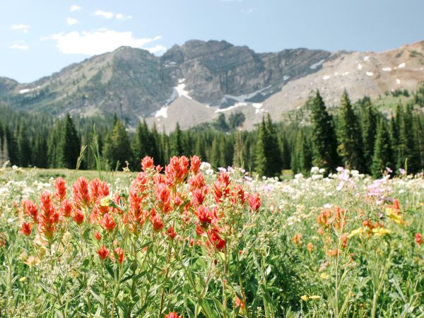 Wildflowers bloom in a bright alpine valley with tall pines and rugged snow-dusted mountains under a blue sky.