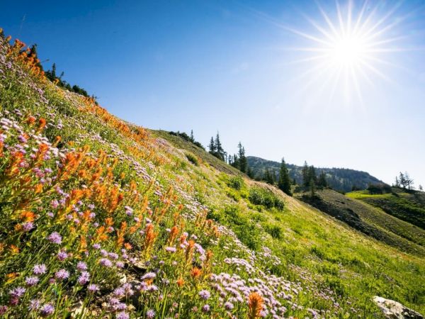 A mountainside covered in colorful wildflowers under a bright sun and blue sky.